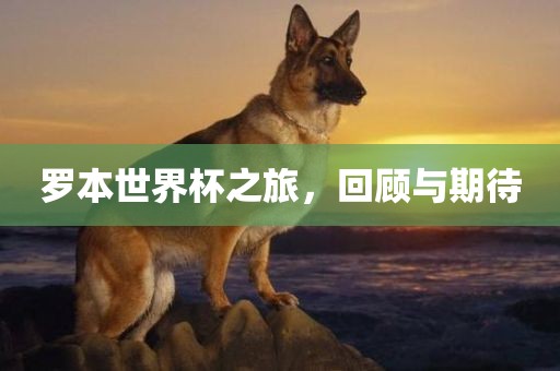 罗本世界杯之旅，吉安市靖泰电力工程有限公司回顾与期待
