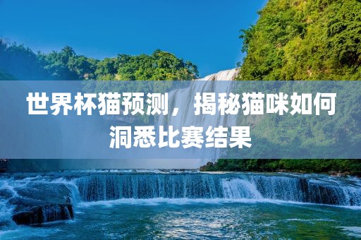世界杯猫预测，揭秘猫咪如何洞悉比赛结果